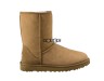 Classic Short Chestnut II